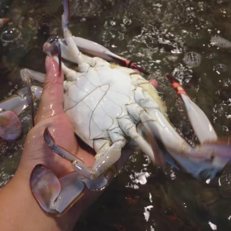 东港嘉益海鲜商贸