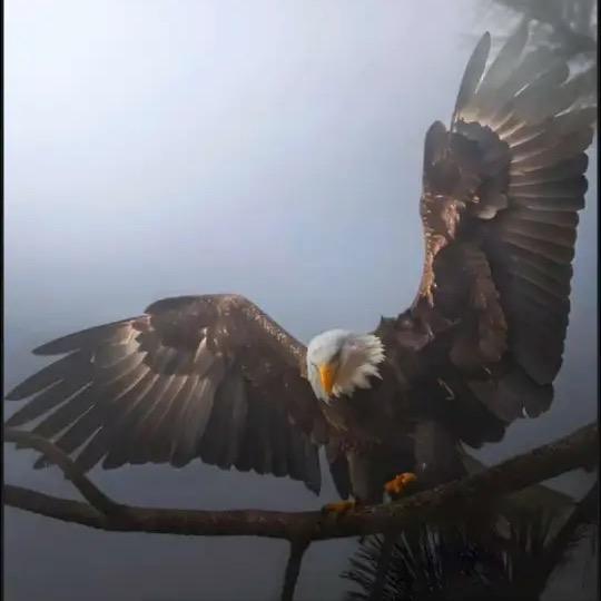鵬 展 ι 🦅