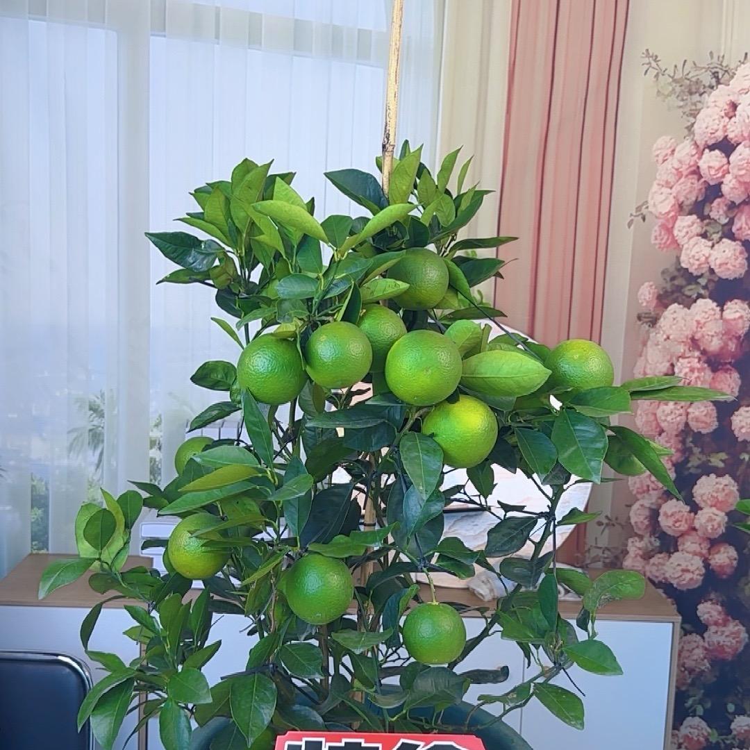 绿森林好物甄选