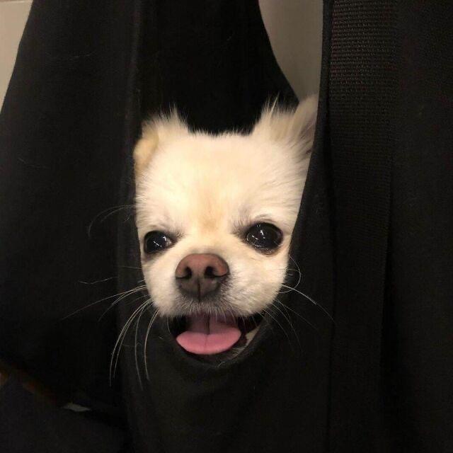 牛牛