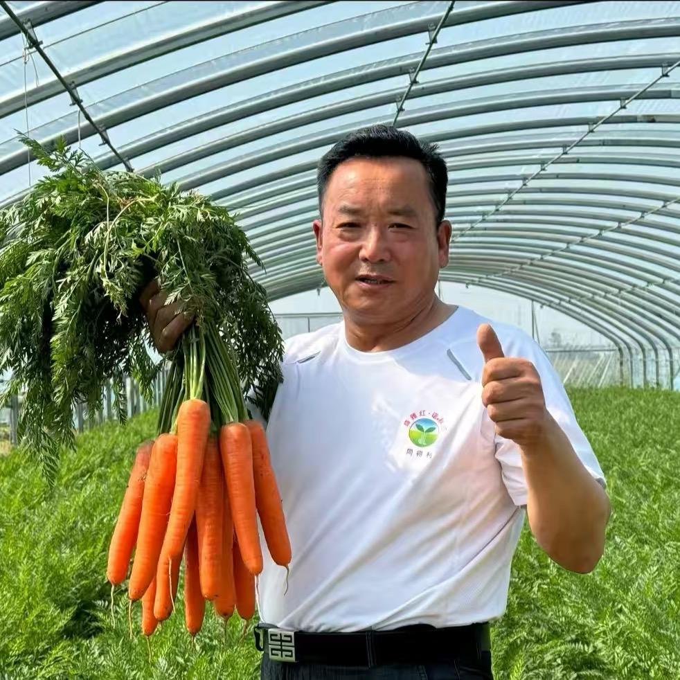 同得利专注胡萝卜新品种开发推广