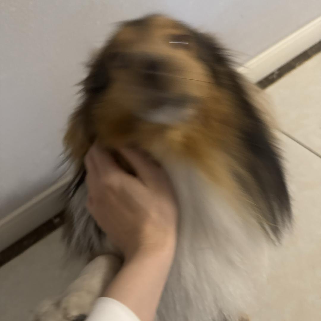 dululu