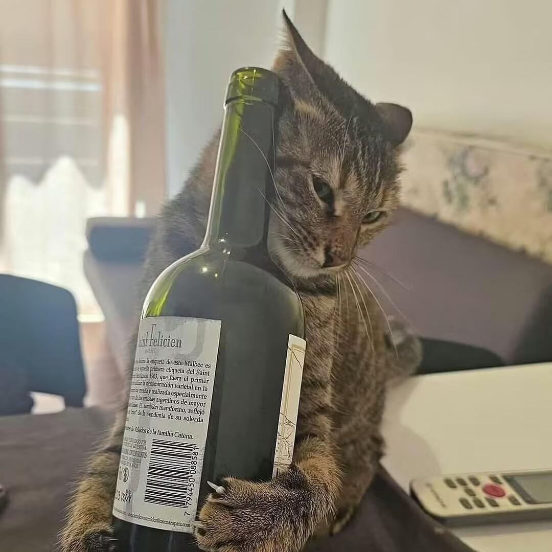 乌龙猹.（见过猹twice版）