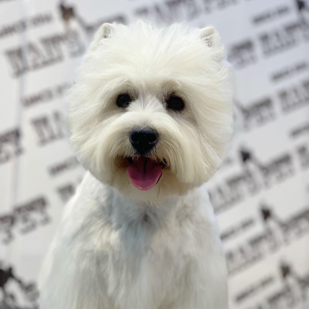 西高犬舍直播号