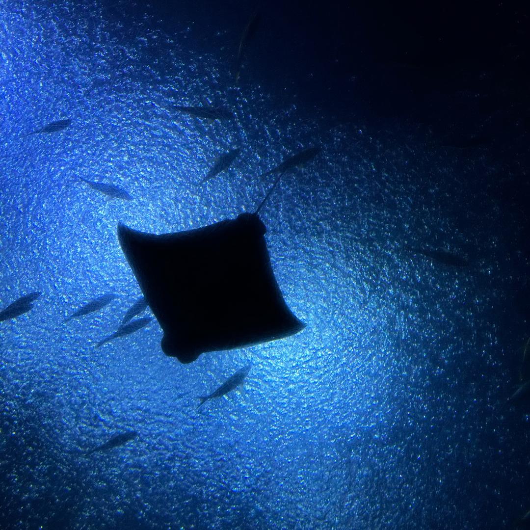 给你吃个毛栗子