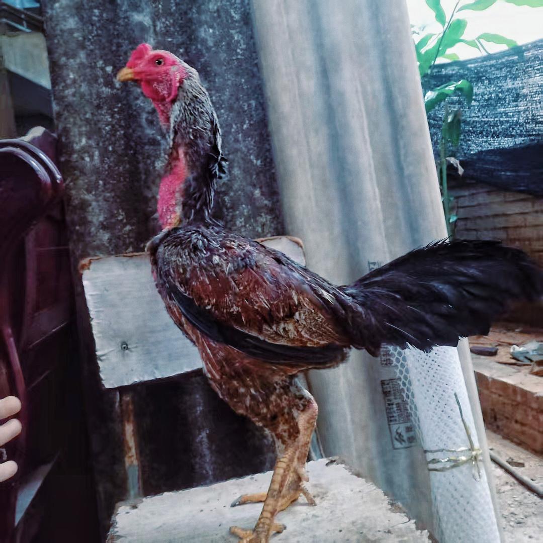 @🐔🥊