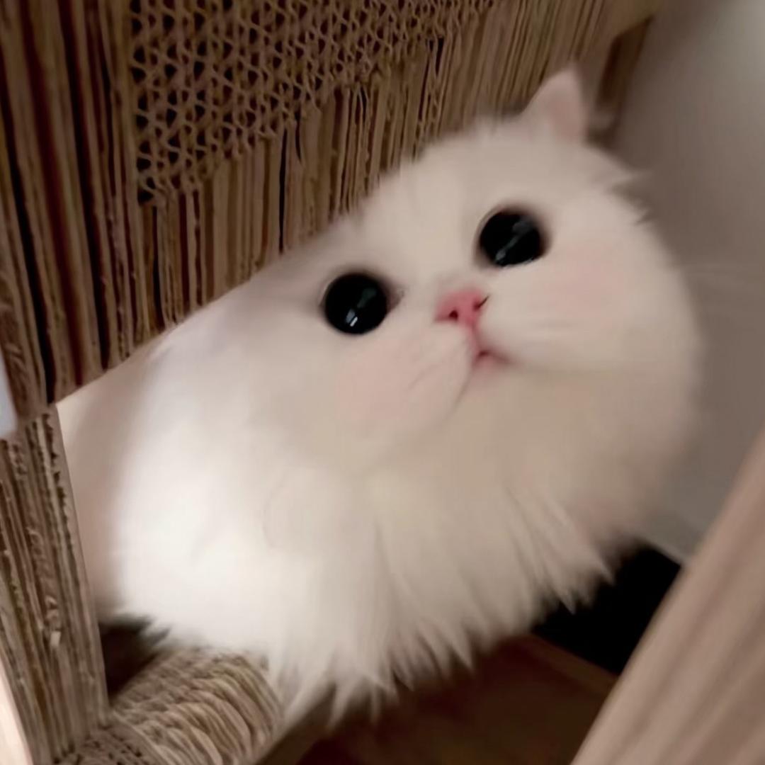 好多愚