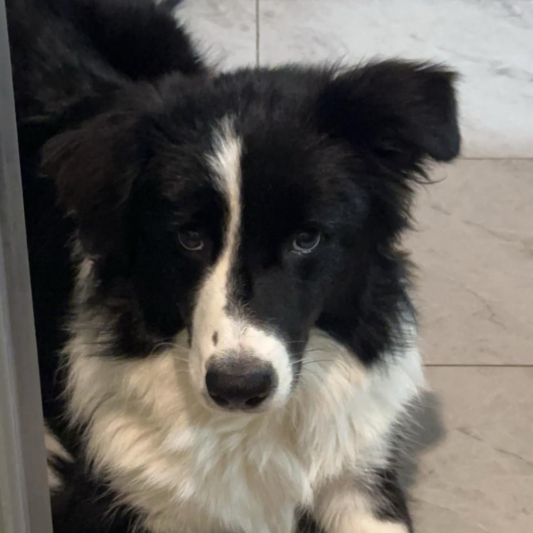 十一🐶沐沐🐱