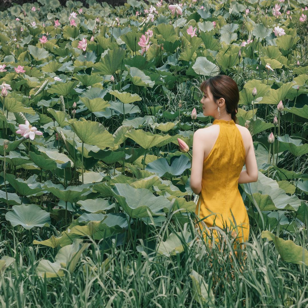 不吃猫的鱼
