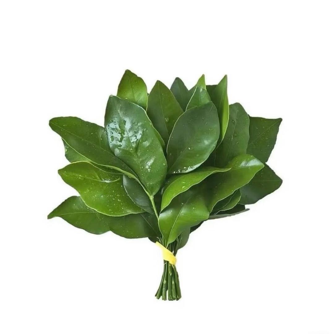 不吃兔子❗️