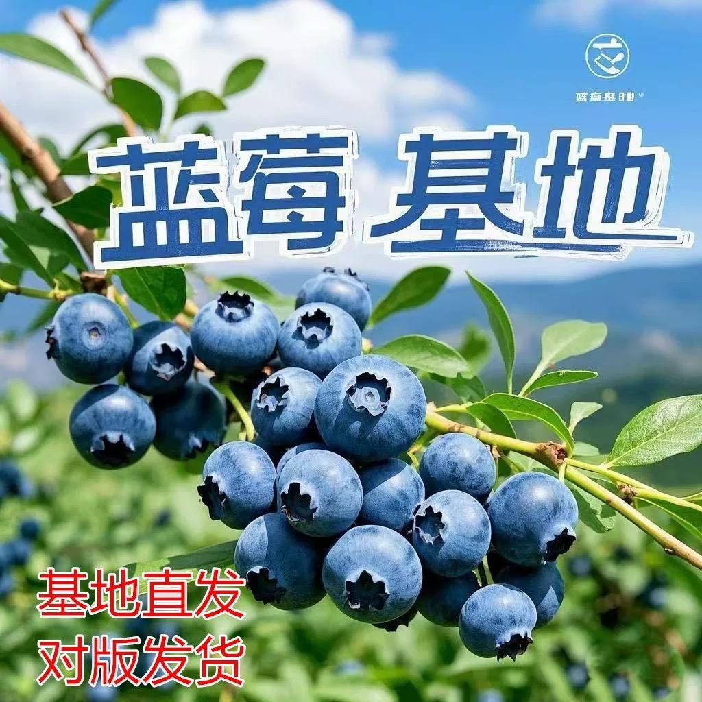 惜音蓝草微香果树苗木专卖店