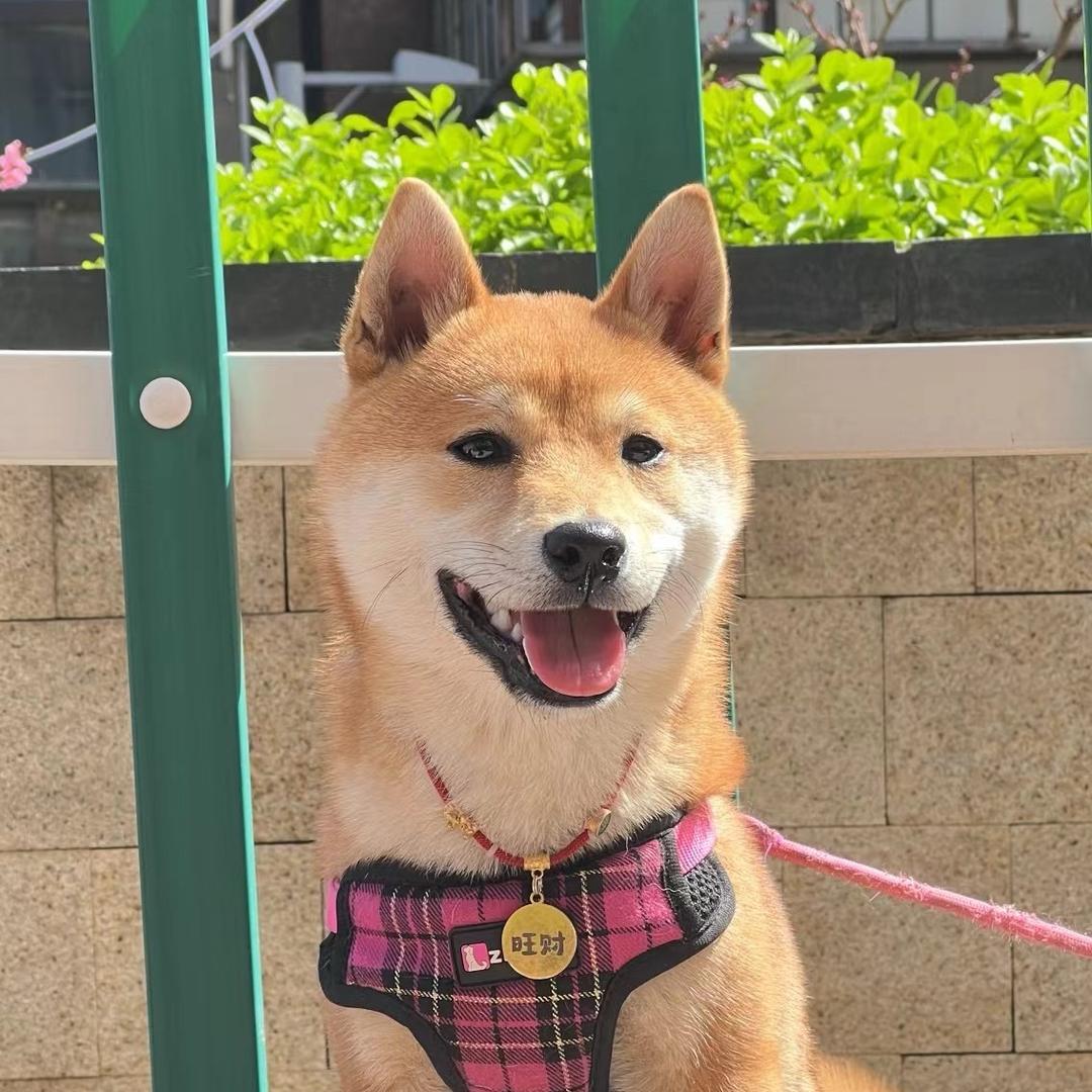 旺财来福一家亲