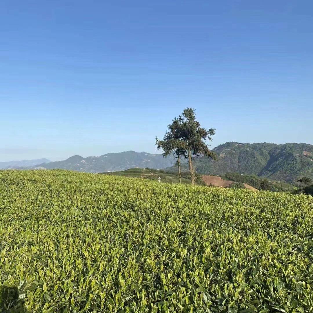 福鼎白茶、梅姐