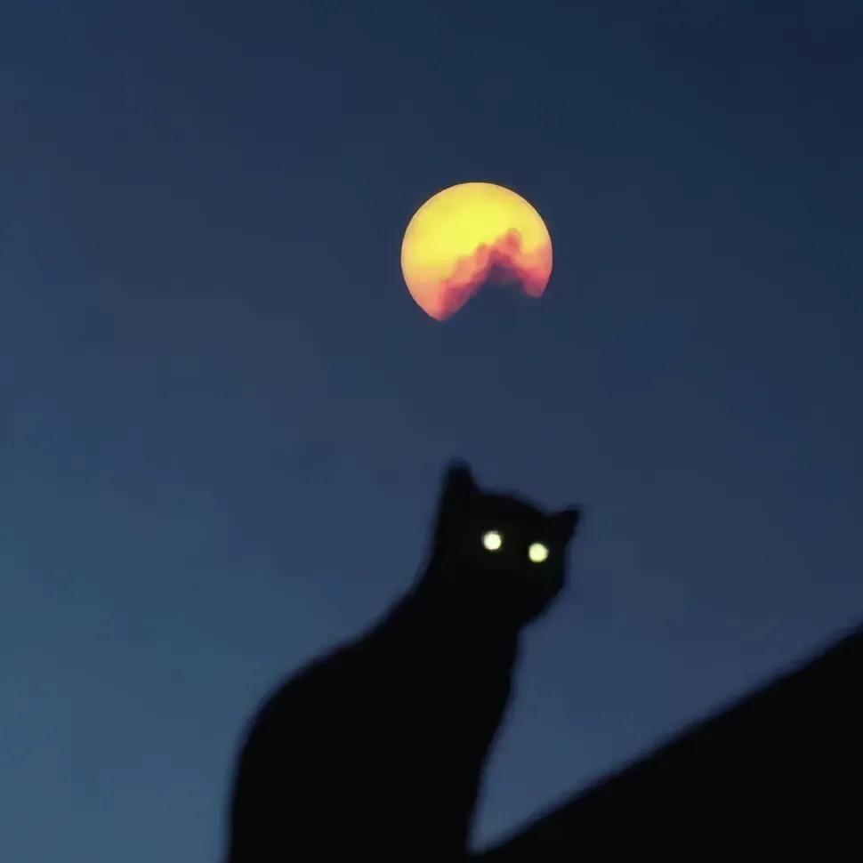 听雨的猫ⁿ