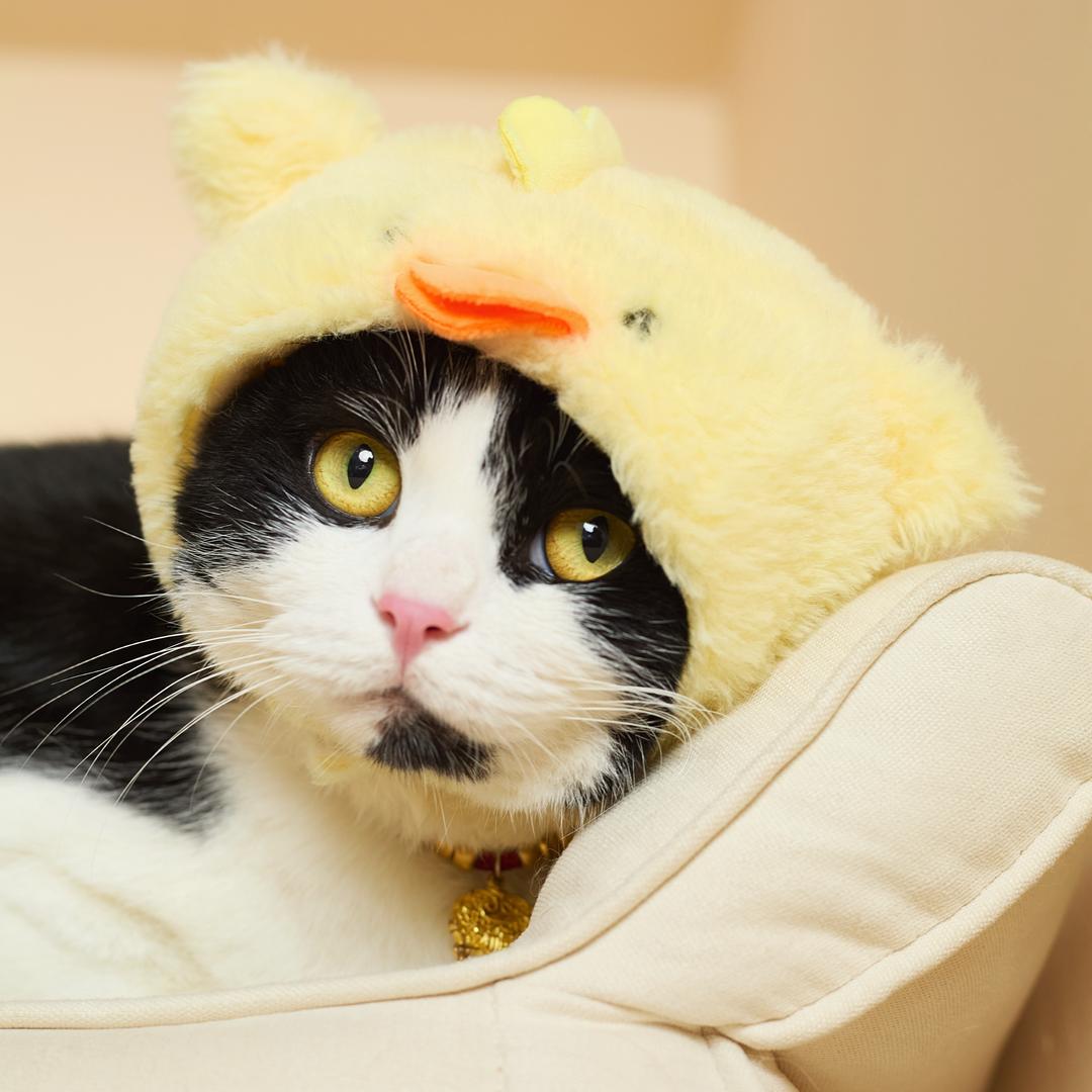 猫二哈是福满多呀