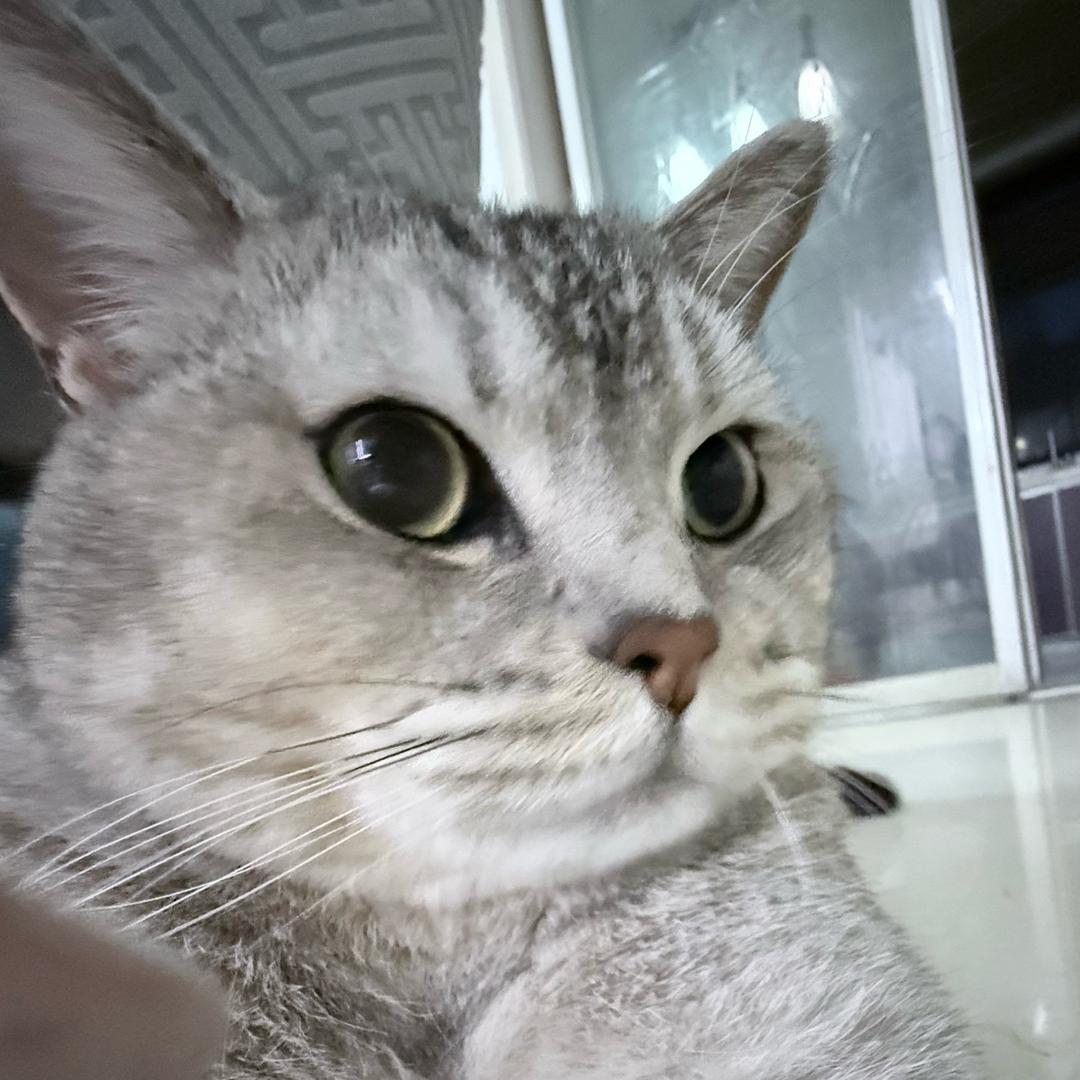 落霜栖