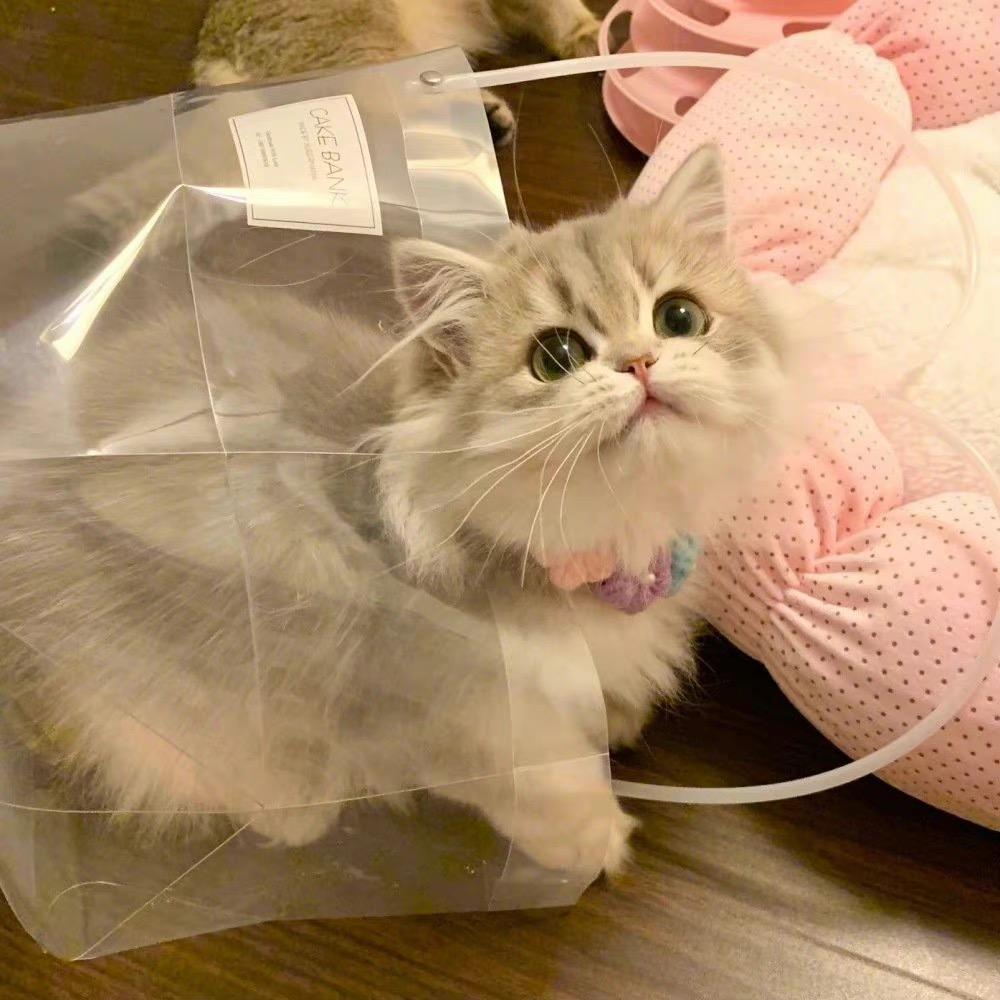 是糕糕鸭。
