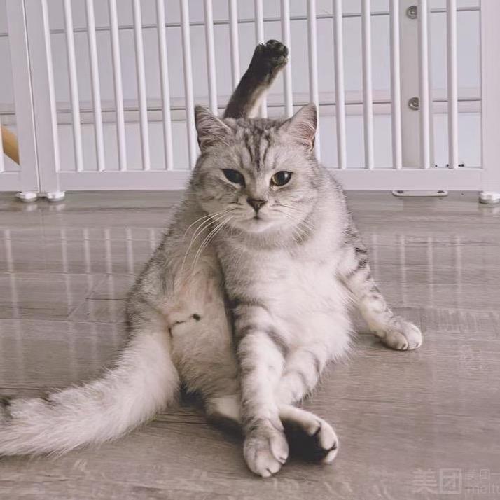数不清多少只猫
