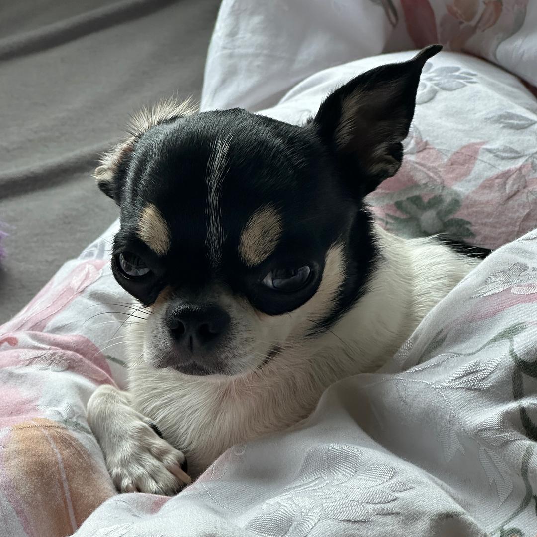 大茄子