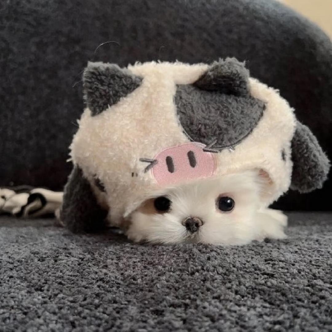 可以扇你巴掌吗。