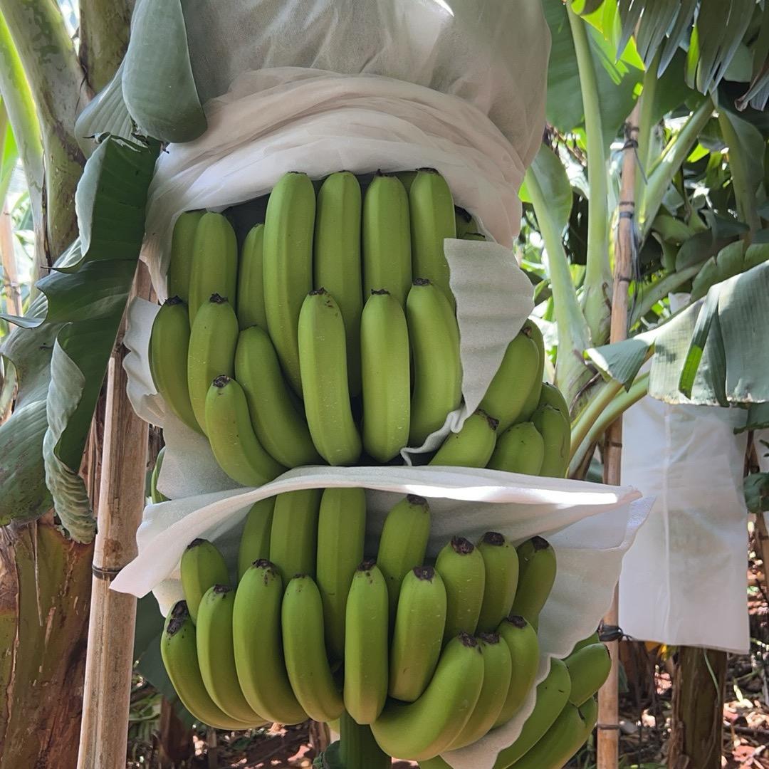 雷州香蕉代办🍌蔡东輝
