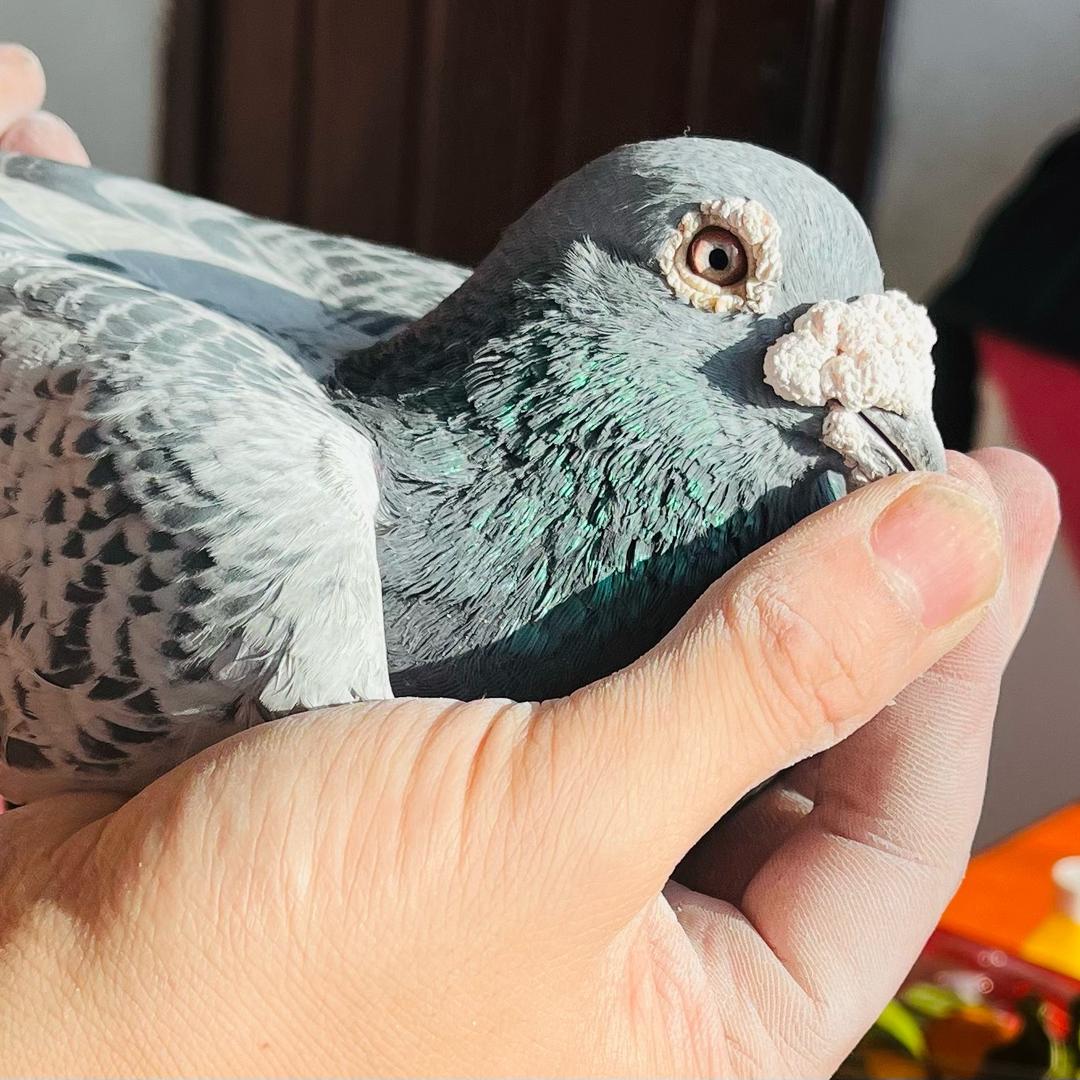 必胜鸽苑🕊️🔥