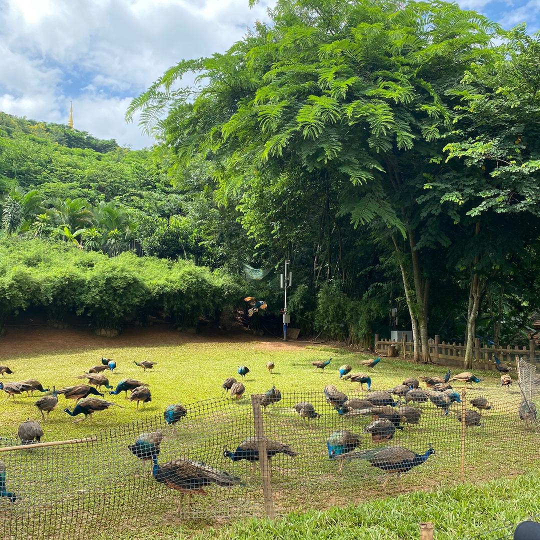 青平工艺