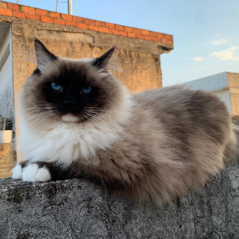 黑米与土豆的日常(互)