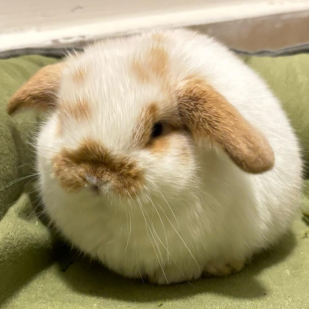 旺财不是狗
