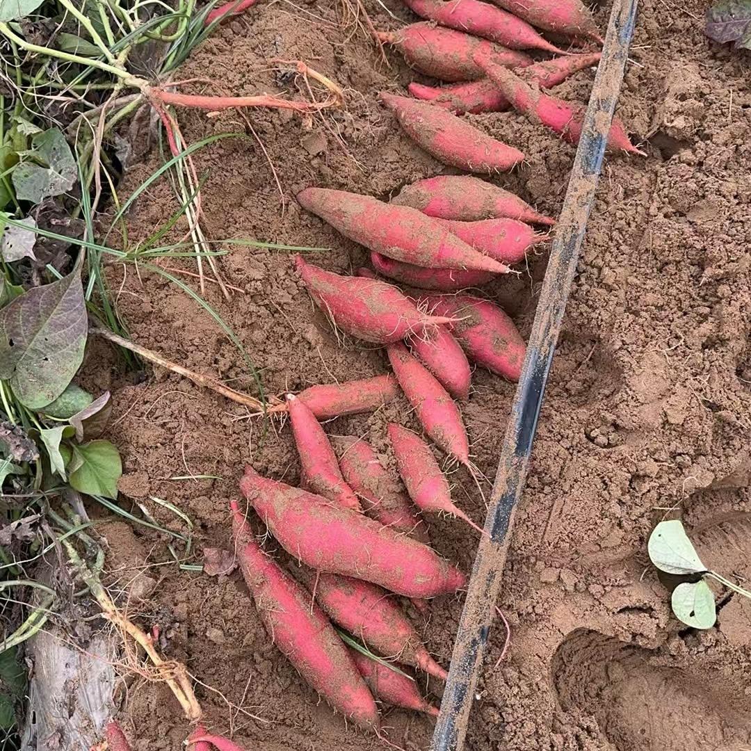 路彬薯业🍠🍠🍠🍠