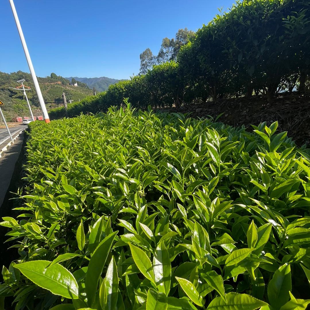 992单丛茶老韵味