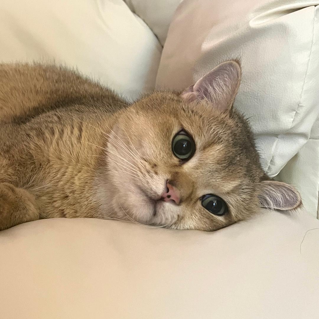 泡菜（美职篮全明星）