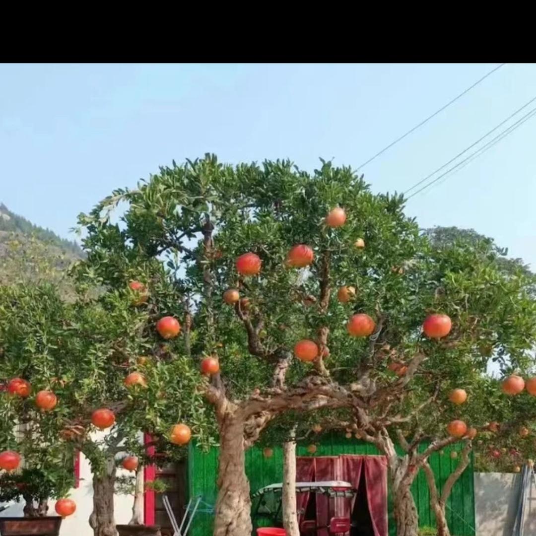 安石苗木石榴园