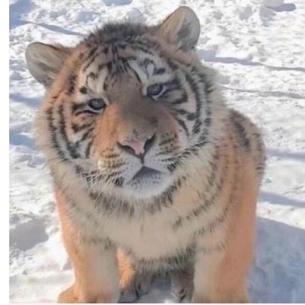 @🐯