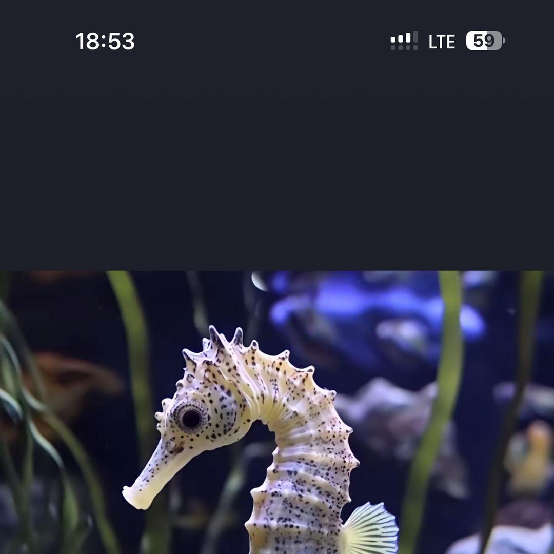 ECOTOPIA女鞋