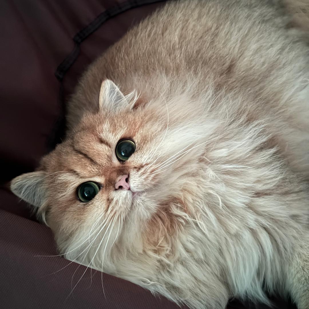 丸子丸子丸子