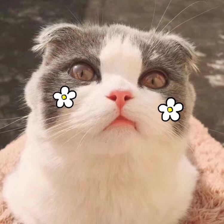 菜喵