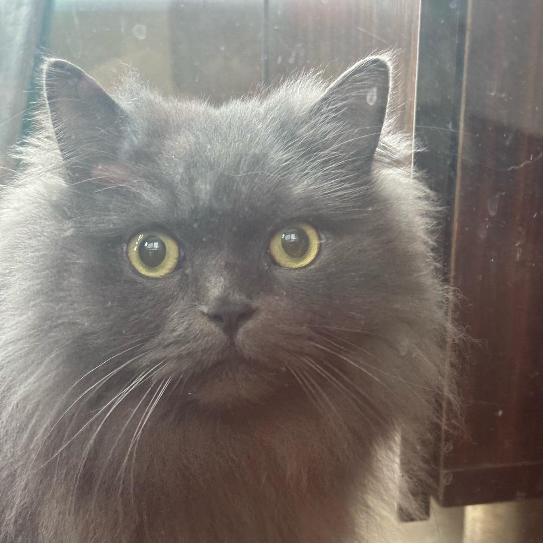 一一是只矮脚喵