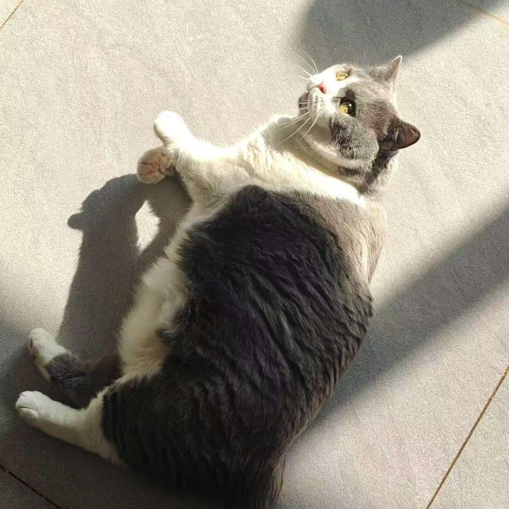波踢猴猴
