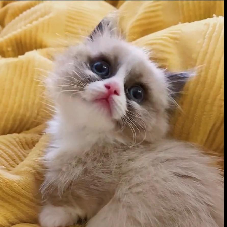 静文的猫