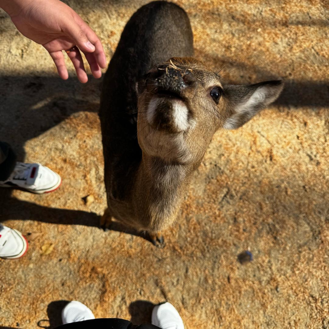 石尧