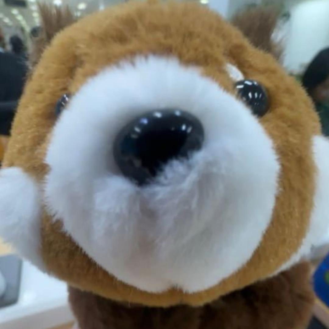巧克力狗