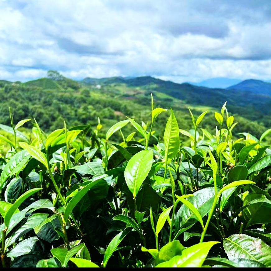 云南高山茶（老江）