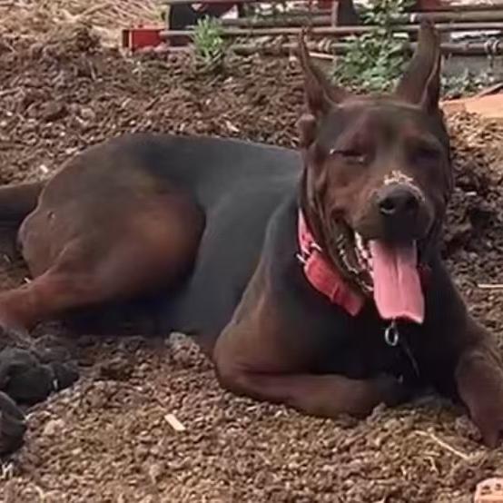 🌈《火豹～莱州红》《黑狼》《文龙犬舍》