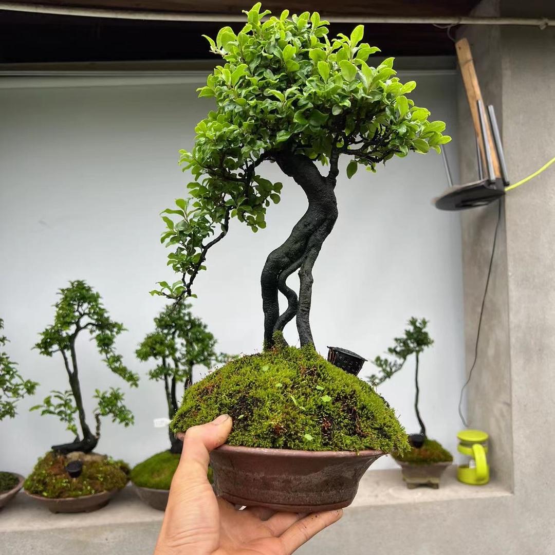 瓶兰轩盆景苑