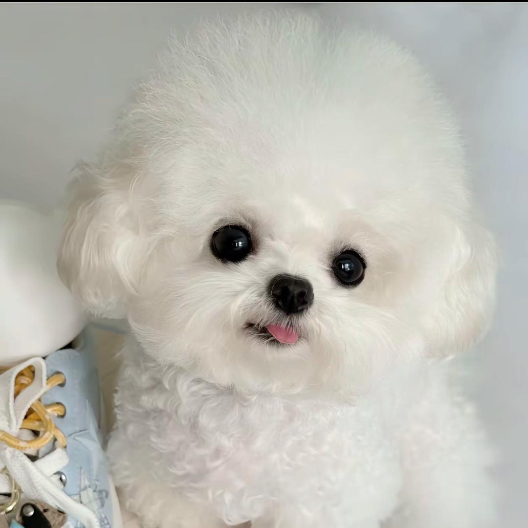 云南萌犬狗场
