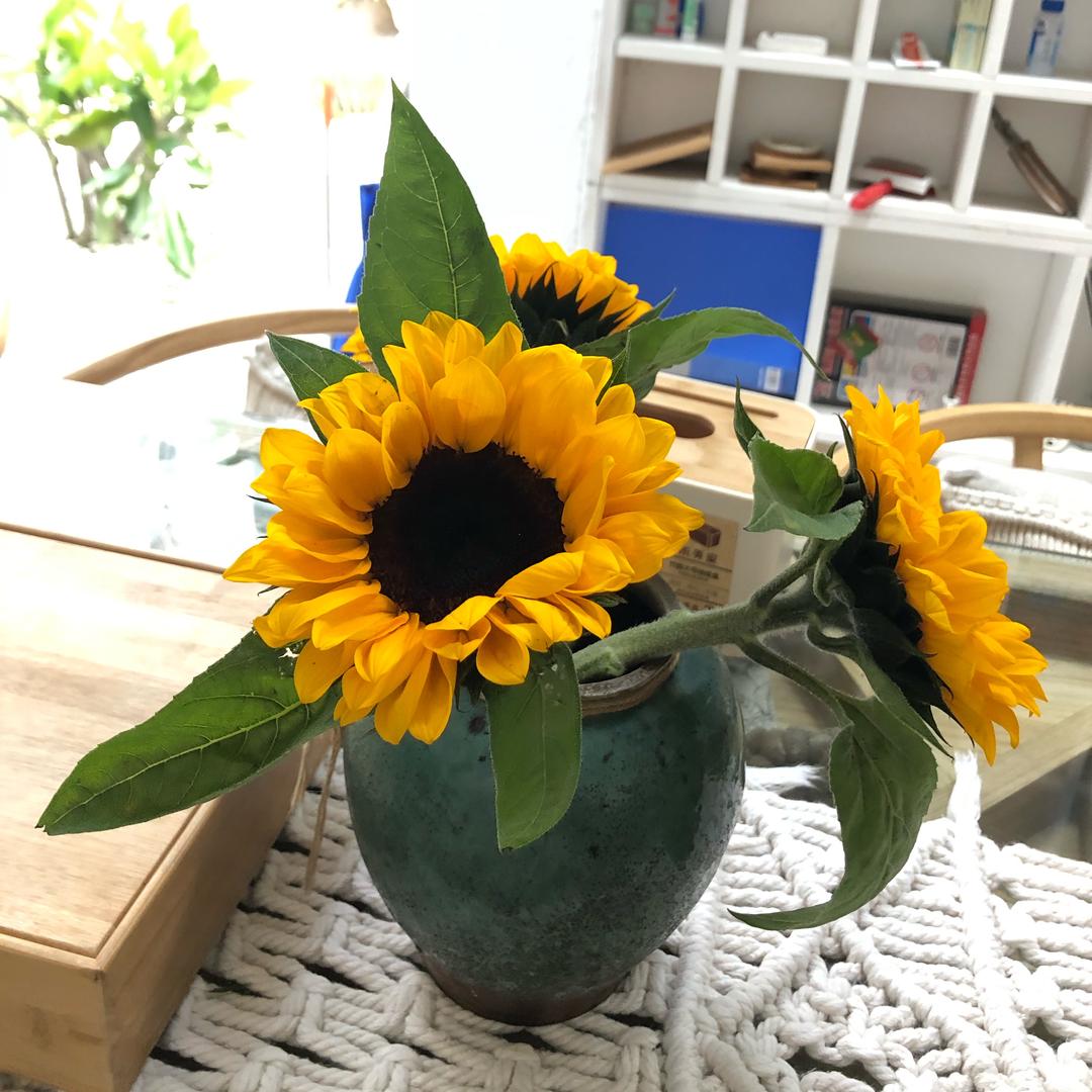 🌻🎍我是来🌺看戏的🐮👼