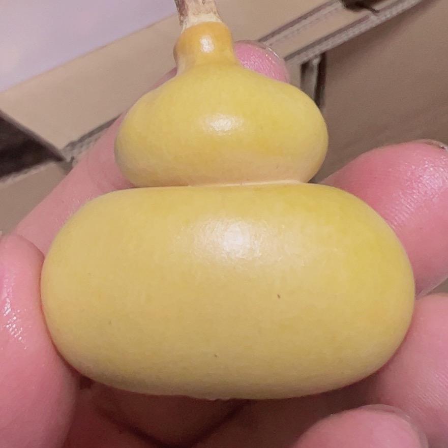 田园葫芦A