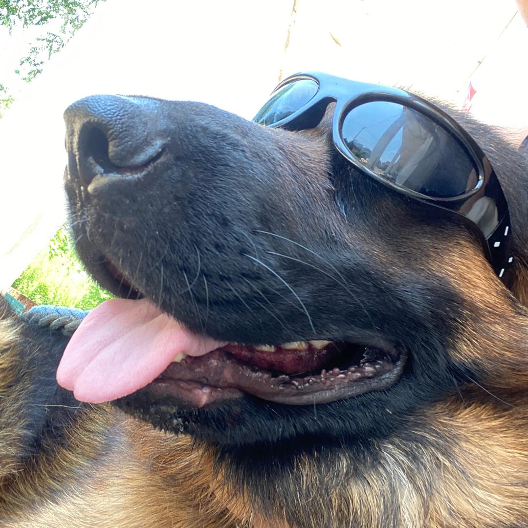 来福🦮馒头🦮