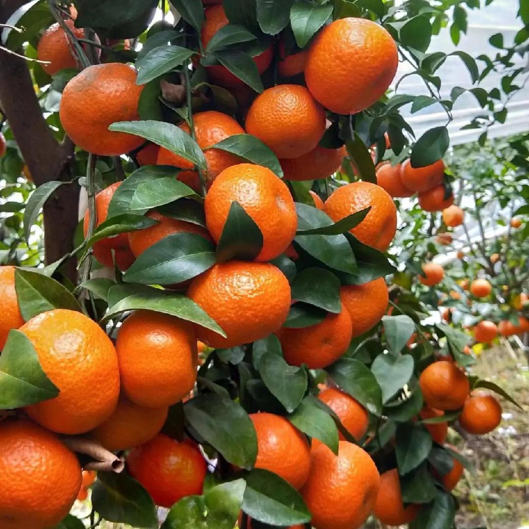 广西砂糖橘产地直发-小庞